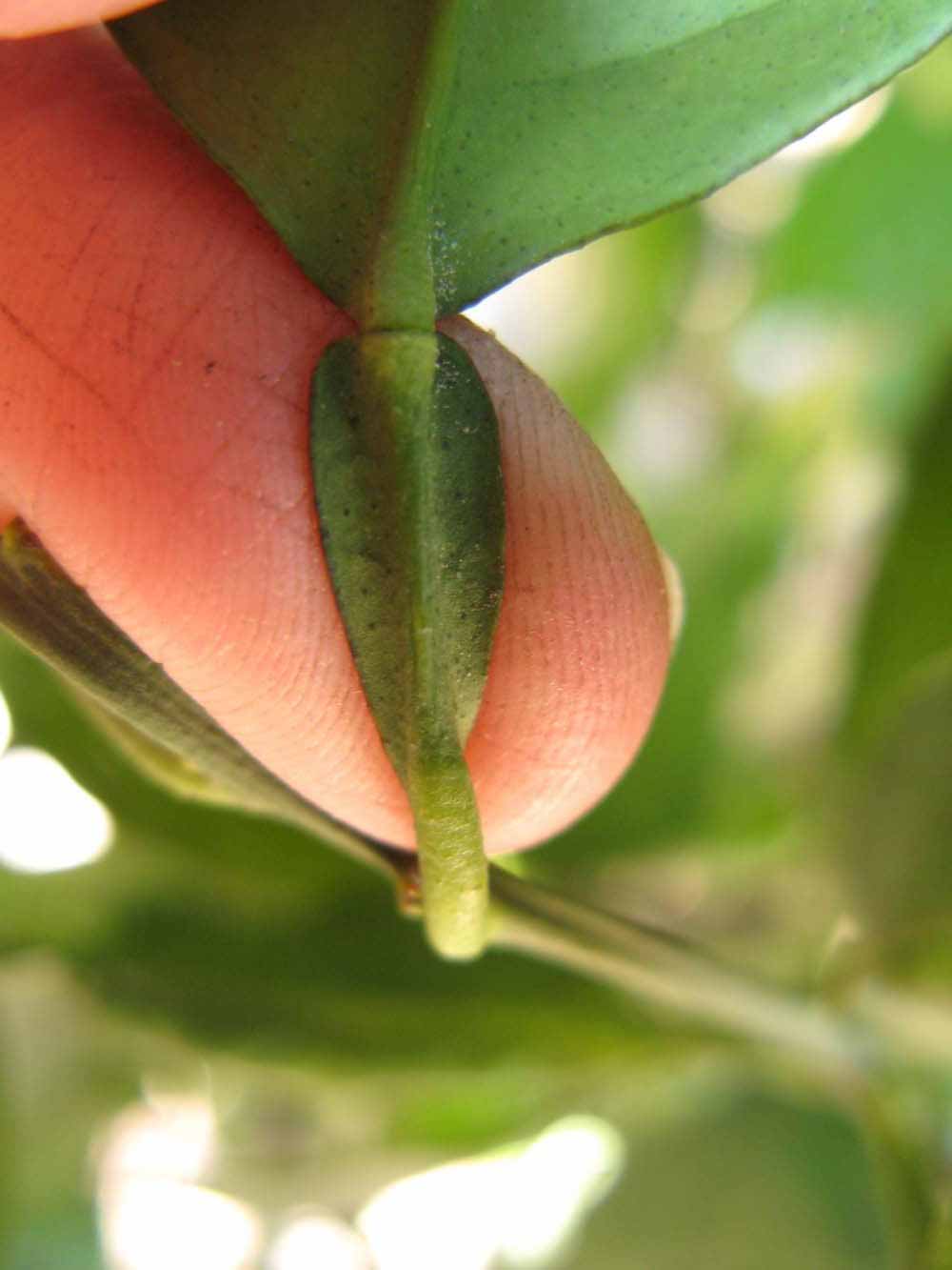              Petiole (Winter Haven, FL)       